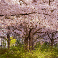 Les cerisiers en fleurs au Parc de Billancourt à Boulogne-Billancourt, Hanami aux portes de Paris - A7C08662