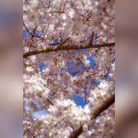 Les cerisiers en fleurs au Parc de Billancourt à Boulogne-Billancourt, Hanami aux portes de Paris - A7C08665