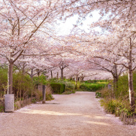 Les cerisiers en fleurs au Parc de Billancourt à Boulogne-Billancourt, Hanami aux portes de Paris