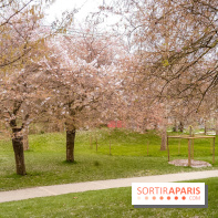 Les cerisiers du parc Martin Luther King - Clichy - Batignoles