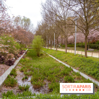 Les cerisiers du parc Martin Luther King - Clichy - Batignoles