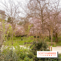 Les cerisiers du parc Martin Luther King - Clichy - Batignoles
