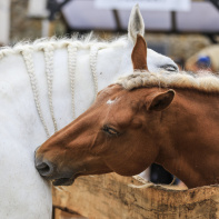 La Fête du Cheval, une journée familiale à l’Hippodrome d’Enghien-Soisy - BV BV 5977