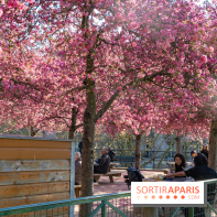 Les pommiers et cerisiers en fleurs du Jardin de Reuilly, Parc de Reuilly à Paris 12e - photos  - jouer