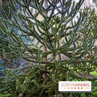 Le jardin botanique de Launay et arboretum de l'Université Paris Saclay à Orsay - les photos - A7C09603