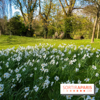 Le Parc de Bagatelle au printemps, cerisier, tulipes et jonquilles - photos - A7C00707