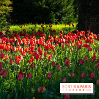 Le Parc de Bagatelle au printemps, cerisier, tulipes et jonquilles - photos
