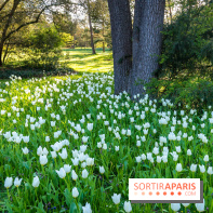 Le Parc de Bagatelle au printemps, cerisier, tulipes et jonquilles - photos - A7C00790