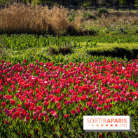 Les tulipes du Château de Dampierre, son jardin anglais et le jardin Le Nôtre