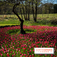 Les tulipes du Château de Dampierre, son jardin anglais et le jardin Le Nôtre
