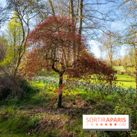 Les tulipes du Château de Dampierre, son jardin anglais et le jardin Le Nôtre