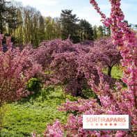 Hanami au Parc de Sceaux 2026, les cerisiers en fleurs et ses  animations - A7C01674