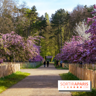 Hanami au Parc de Sceaux 2026, les cerisiers en fleurs et ses  animations - A7C01497