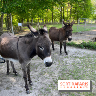 Avon'Ânes, les balades avec des ânes, à Avon - nos photos - IMG 7768