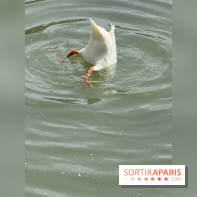 ZooParc de Beauval et Hôtel Les Pagodes de Beauval - IMG 5382