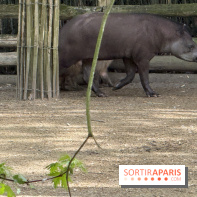 ZooParc de Beauval et Hôtel Les Pagodes de Beauval - IMG 5449