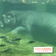 ZooParc de Beauval et Hôtel Les Pagodes de Beauval - IMG 5543