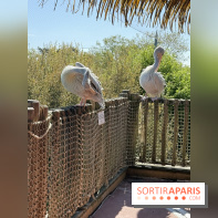 ZooParc de Beauval et Hôtel Les Pagodes de Beauval - IMG 5559