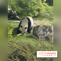 ZooParc de Beauval et Hôtel Les Pagodes de Beauval - IMG 5852