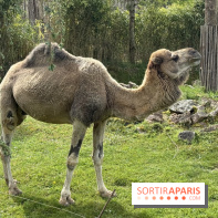 ZooParc de Beauval et Hôtel Les Pagodes de Beauval - IMG 5873