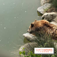 ZooParc de Beauval et Hôtel Les Pagodes de Beauval - IMG 5892