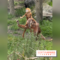 ZooParc de Beauval et Hôtel Les Pagodes de Beauval - IMG 5935