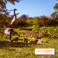 Le Parc des Ibis au Vésinet dans les Yvelines en Région Parisienne - photos  - A7200644