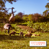 Le Parc des Ibis au Vésinet dans les Yvelines en Région Parisienne - photos  - A7200644 2