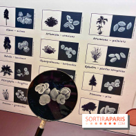 Préhistoire, entre utopie et réalité  - IMG 5646