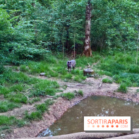 Bivouac avec les loups