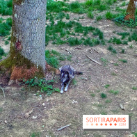 Bivouac avec les loups