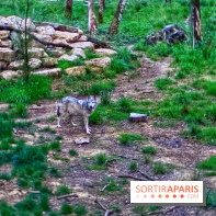 Bivouac avec les loups