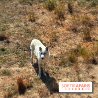 Les Loudges, les hébergements devant les loups arctiques au Zoo de Thoiry