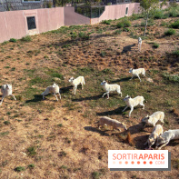Les Loudges, les hébergements devant les loups arctiques au Zoo de Thoiry