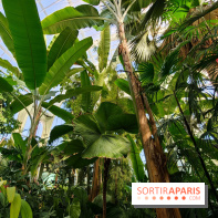 Automne tropical 2026