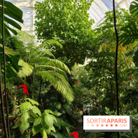 Automne tropical 2026