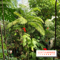 Automne tropical 2026
