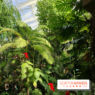 Automne tropical 2026