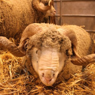 salon de l'agriculture