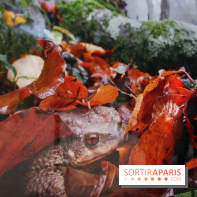 Exposition Planète Grenouille par Cyril Ruoso au Jardin des Plantes