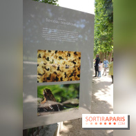 Exposition Planète Grenouille par Cyril Ruoso au Jardin des Plantes