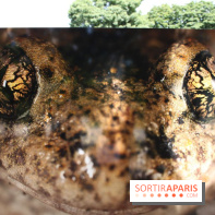 Exposition Planète Grenouille par Cyril Ruoso au Jardin des Plantes