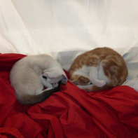 Le Café des Chats Bastille ouvre ses portes