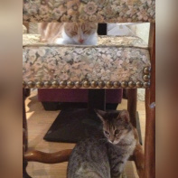 Le Café des Chats à Paris