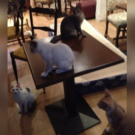 Le Café des Chats à Paris