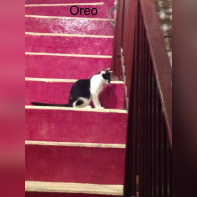 Le Café des Chats à Paris