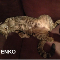 Le Café des Chats à Paris