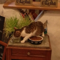 Le Café des Chats à Paris