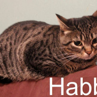 Le Café des Chats à Paris