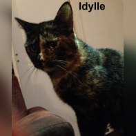 Le Café des Chats à Paris